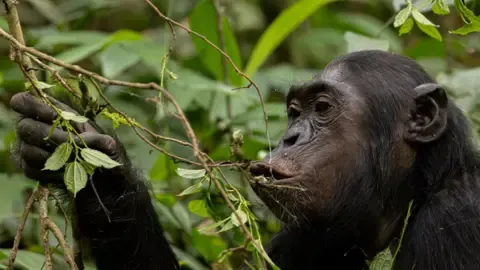 Wild Chimps Consuming an Amount Equal of an Alcoholic Beverage Per Day from Ripe Fruits, Study Reveals