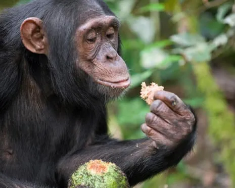 Chimpanzees Ingest Daily Ethanol Comparable to a Pint from Fermented Figs